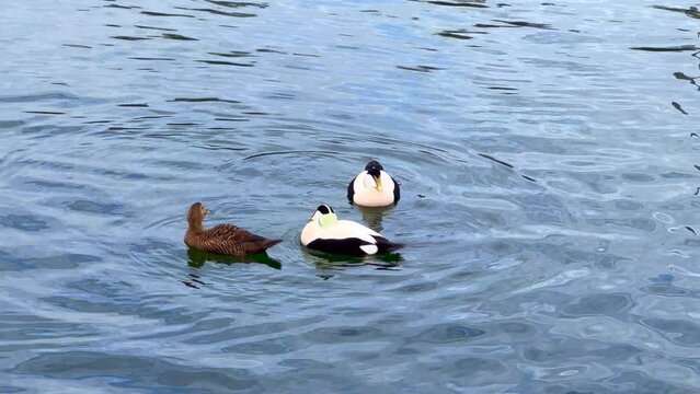 Two male Eider ducks fighting while courting a female on the waters of the Upper Zurich Lake (Obersee), Rapperswil, Sankt Gallen, Switzerland