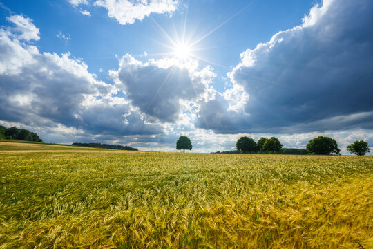 Gerstenfeld im Sommer