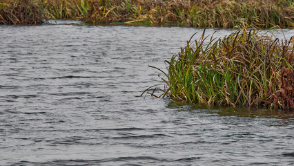 Autumn landcape with water and forest