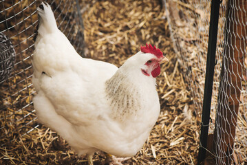 Delaware White Hen