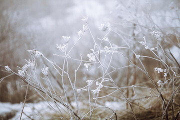 frozen and frosted plants and grass