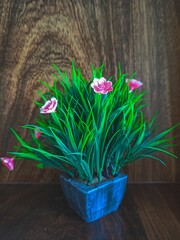 Vertical shot of Dianthus flowers in a blue square pot on a wooden table
