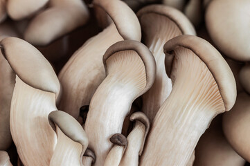 Fresh oyster mushrooms. Vegetarian food, healthy mushroom close up