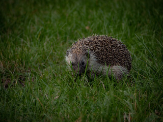 hedgehog in the grass © Anna