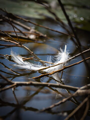 white feather on branches