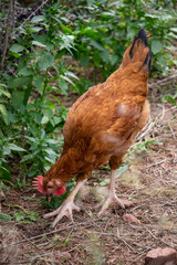 rooster and chickens