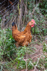 rooster and chickens