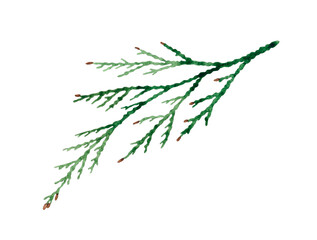 Waterclor hand drawn illustration of Cedar branch. Isolated on transparent background.