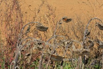 Drought and heatwave in France, in a dead sunflower field due to high heat.