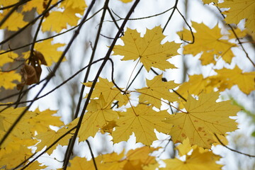 autumn maple leaves