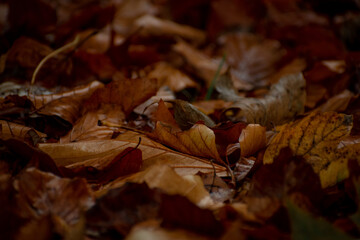 autumn leaves on the ground in forest park