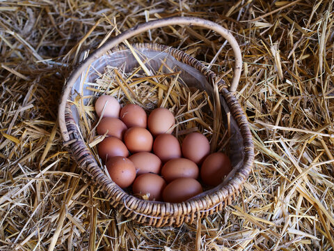 Chicken Eggs Chicken Egg Basket On The Hay