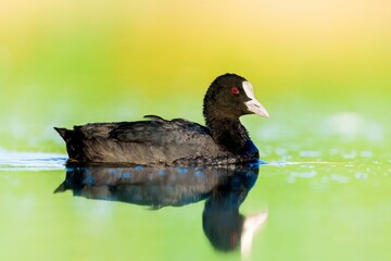 Beautiful Eurasian coot swimming in a pond reflected on the water surface