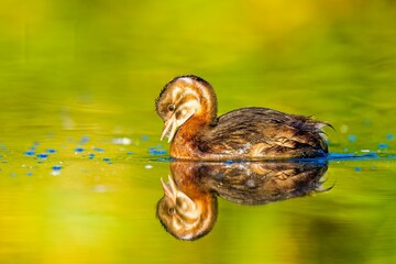 Beautiful shot of the reflection of a cute Little grebe on the surface of water