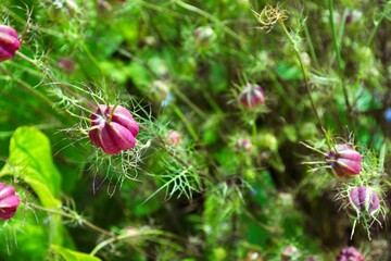 Selective focus shot of pink Love-in-a-Mist flower in the garden