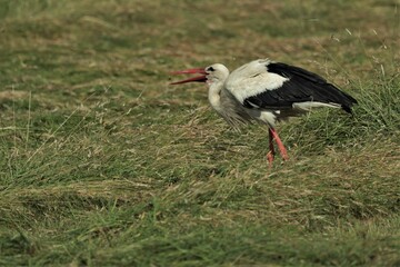 A stork walking on a freshly mown meadow.