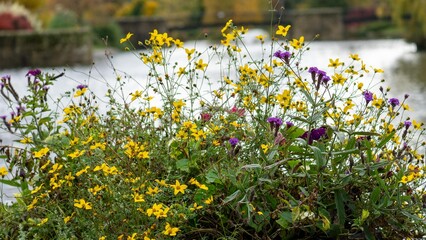 A flower bed of wild flowers