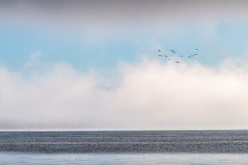 marine lémanique, minimal
