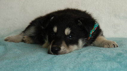 cute shepherd husky mix puppy lying down wearing a bow tie