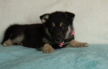 shepherd husky mix puppy lying down wearing a bow tie cute