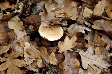 edible mushrooms in the autumn forest, close-up as a texture for background