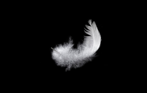 White bird feather on black background