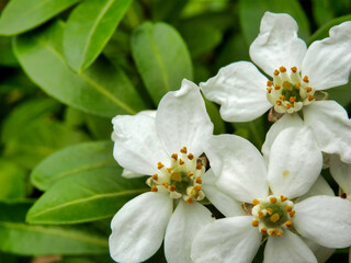 Choisya Ternata, an aromatic evergreen shrub also known as Mexican Orange Blossom because of its strong orange blossom fragrance
