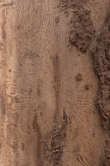 Naklejka premium Patterns made by spruce bark beetle. Backgorund photograpfy. Texture in wood.