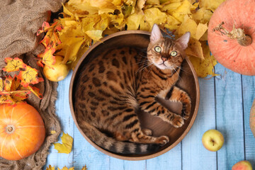 bengal cat and pumpkins