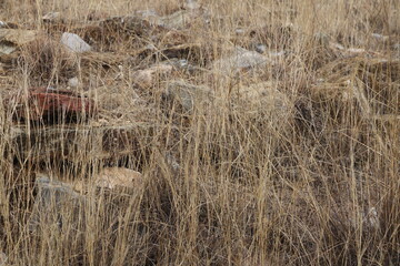 Fototapeta premium Dry grass on a stony field, scattered stones in dry grass.