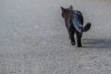 Schwarze Katze entfernt sich auf Asphalt