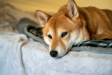 Closeup of a Shiba Inu dog lying on a bed