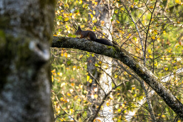 Eichhörnchen im Park