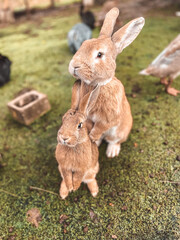 rabbits in the grass