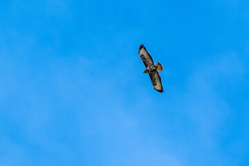 Mäusebussard im Flug am Himmel