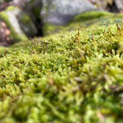 Moss on the stone close up