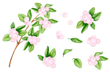 Big set of pink snow berries. Watercolor elements: berries with leaves, branch with berries, bouquets. Botanical illustration for design of packaging, invitations, stationery, greeting cards.