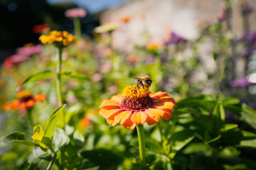 Zinnia flower with a bee on top about to flow away in amongst a flower bed on a sunny day.