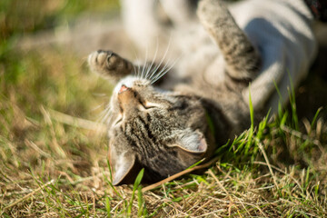 the cat is resting at the dacha in the summer