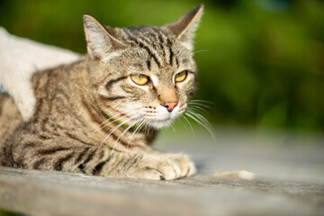 the cat is resting at the dacha in the summer
