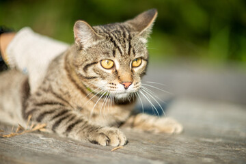 the cat is resting at the dacha in the summer