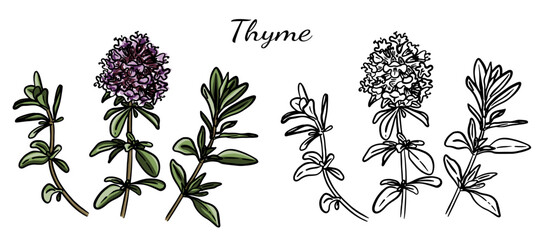 A set of illustrations of thyme branches and flowers in black and white and color options on a transparent background. Medical and culinary herb.