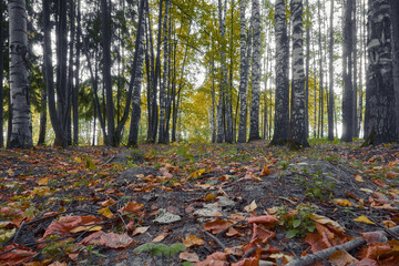Fallen autumn leaves in the forest. Tree trunks and foliage on branches. Soft selective selective focus