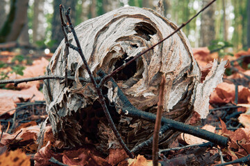 An empty wasp lying on autumn foliage in the forest. Round hornet's nest, soft selective selequial focus
