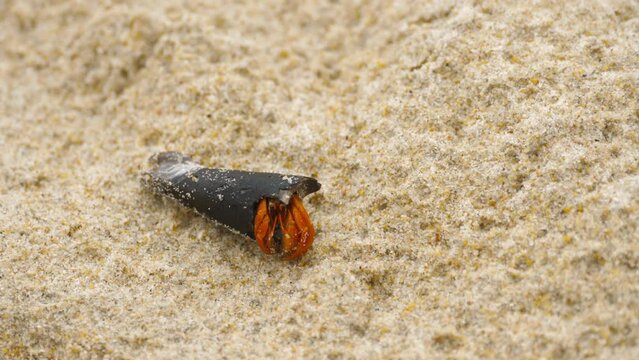 Close-up footage of a hermit crab on a sandy shore. Travel and vacation concept