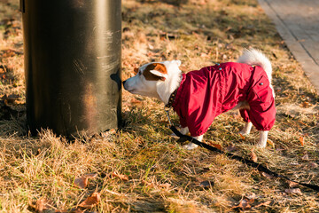 Close up portrait of cute Jack Russell dog in suit walking in autumn park. Puppy pet is dressed in sweater walks