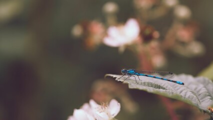 Closeup shot of a blue dasher dragonfly on a leaf