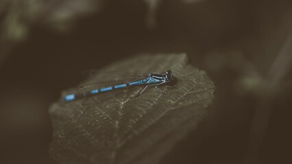 Closeup shot of a blue dasher dragonfly on a leaf
