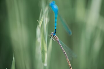 Closeup shot of a blue dasher dragonfly