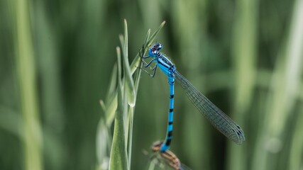 Closeup shot of a blue dasher dragonfly